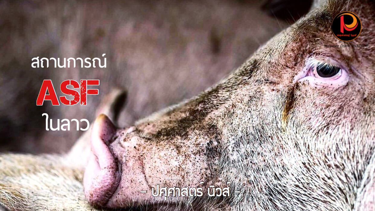 สถานการณ์ โรคอหิวาต์แอฟริกาในสุกร (ASF) ในลาว