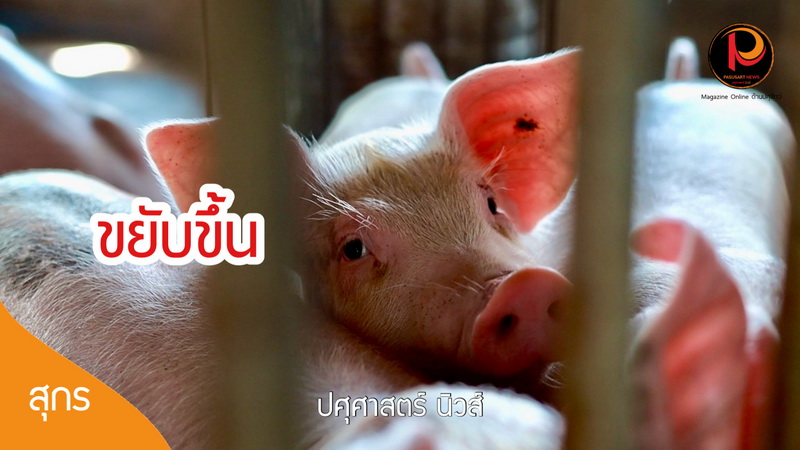 ราคาหมูหน้าฟาร์มขยับ! หมูอินเตอร์ปรับขึ้น 2 บาท